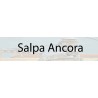 Salpa Ancora